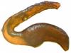Otiorhynchus hungaricus